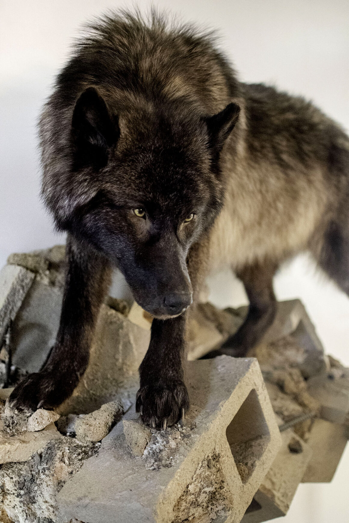 TRTW-Wolf